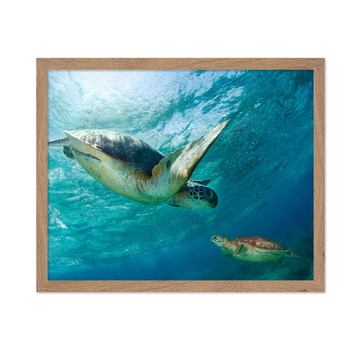 Two Sea Turtles Swimming