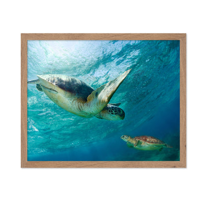 Two Sea Turtles Swimming