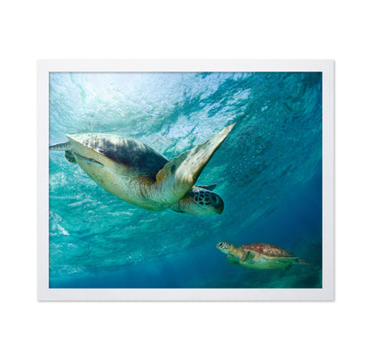 Two Sea Turtles Swimming