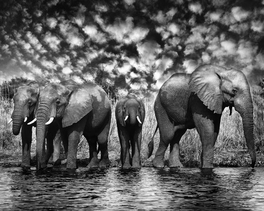Herd of African Elephants