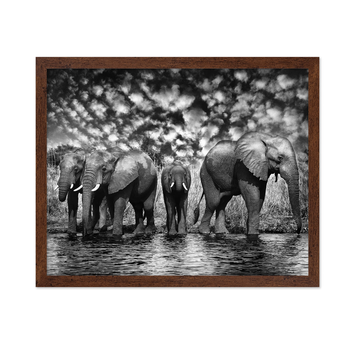 Herd of African Elephants
