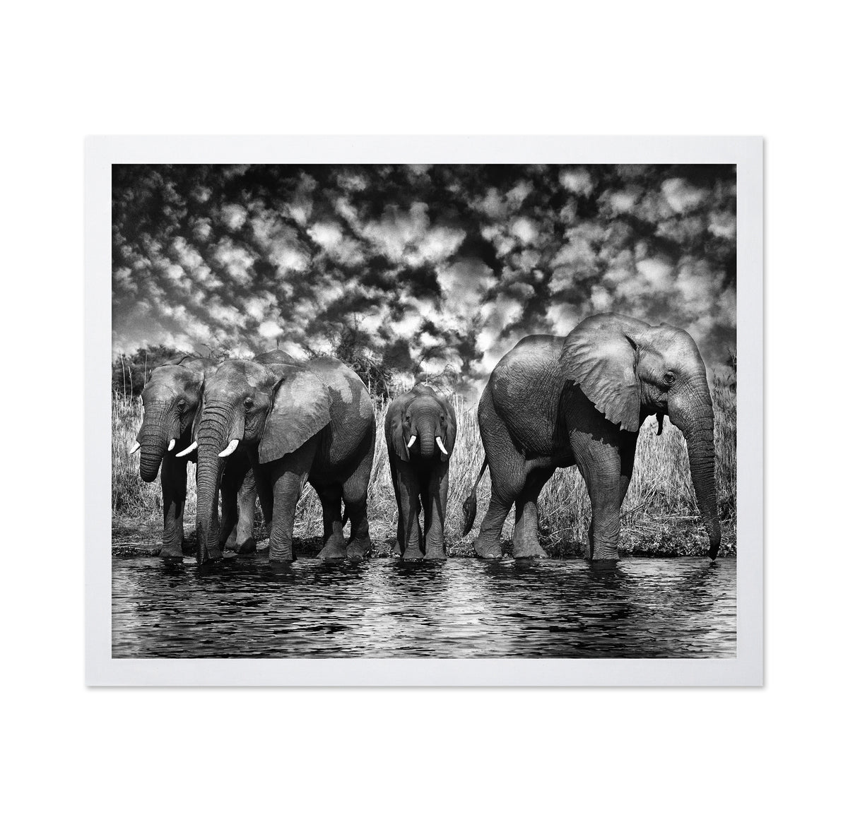 Herd of African Elephants