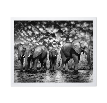 Herd of African Elephants