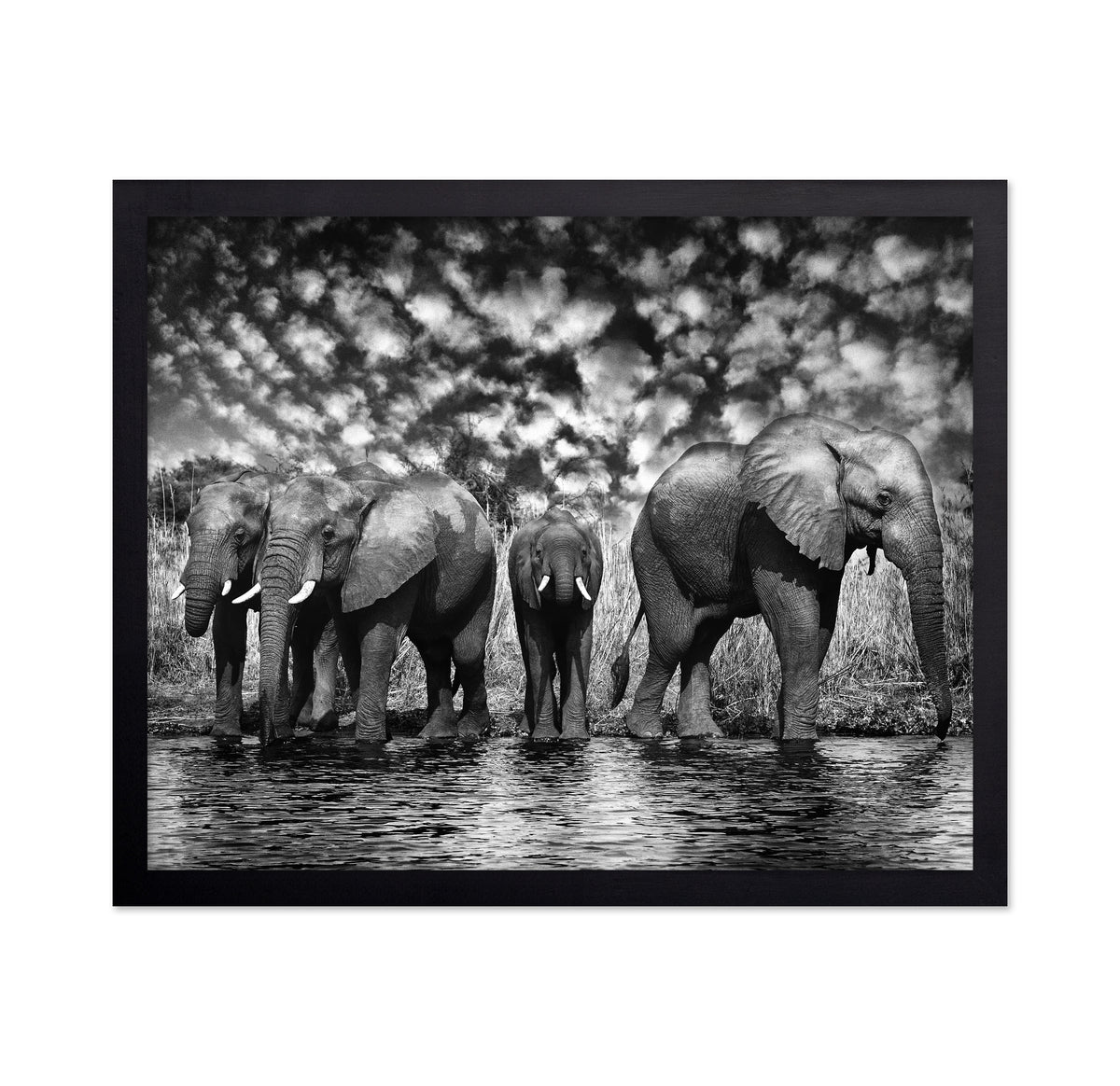 Herd of African Elephants