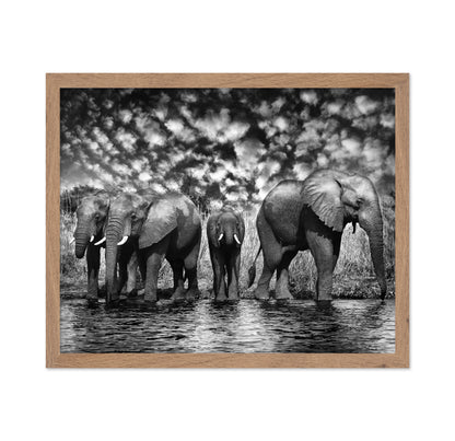 Herd of African Elephants