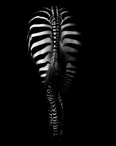 Zebra's Behind