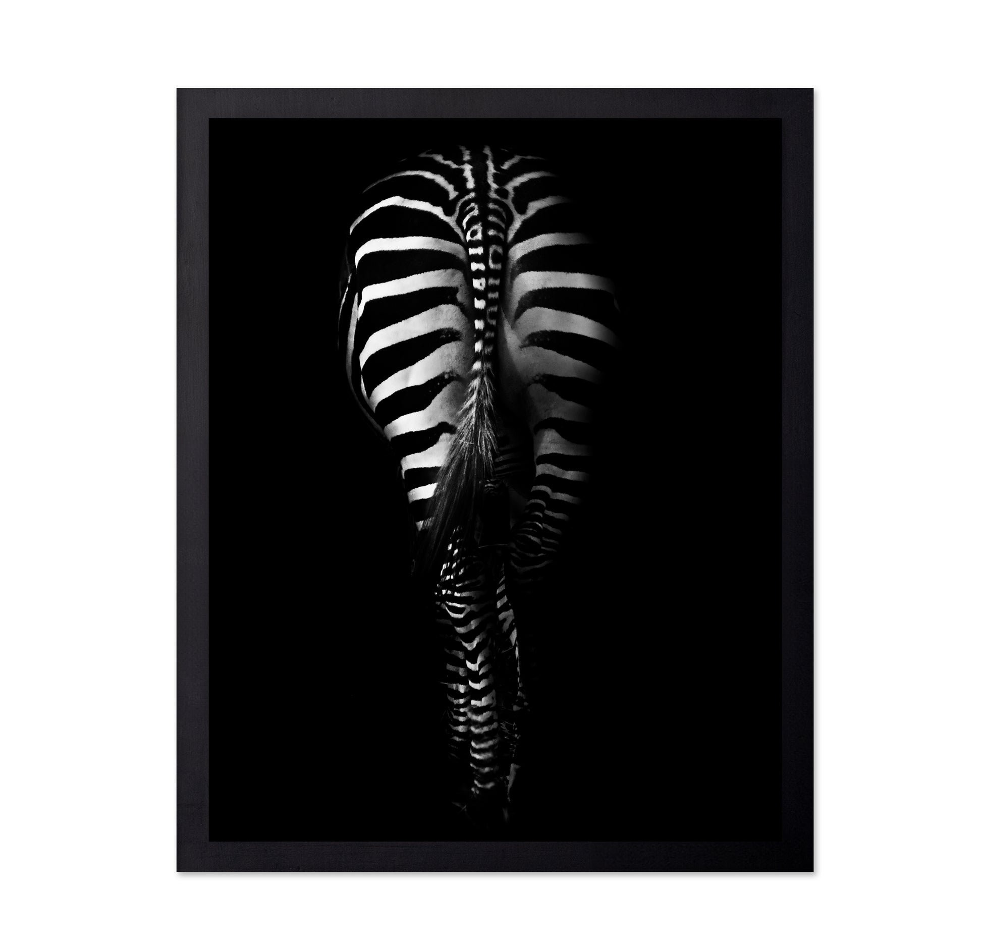 Zebra's Behind