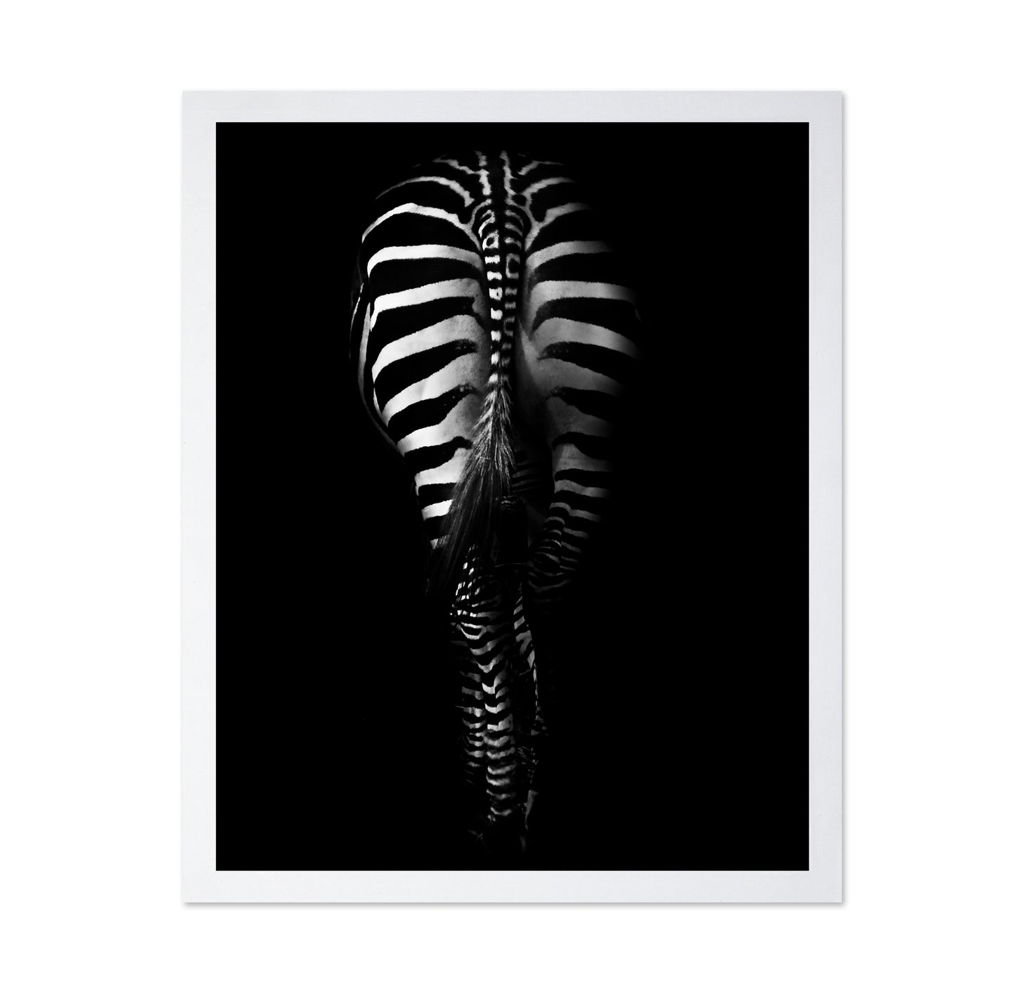 Zebra's Behind