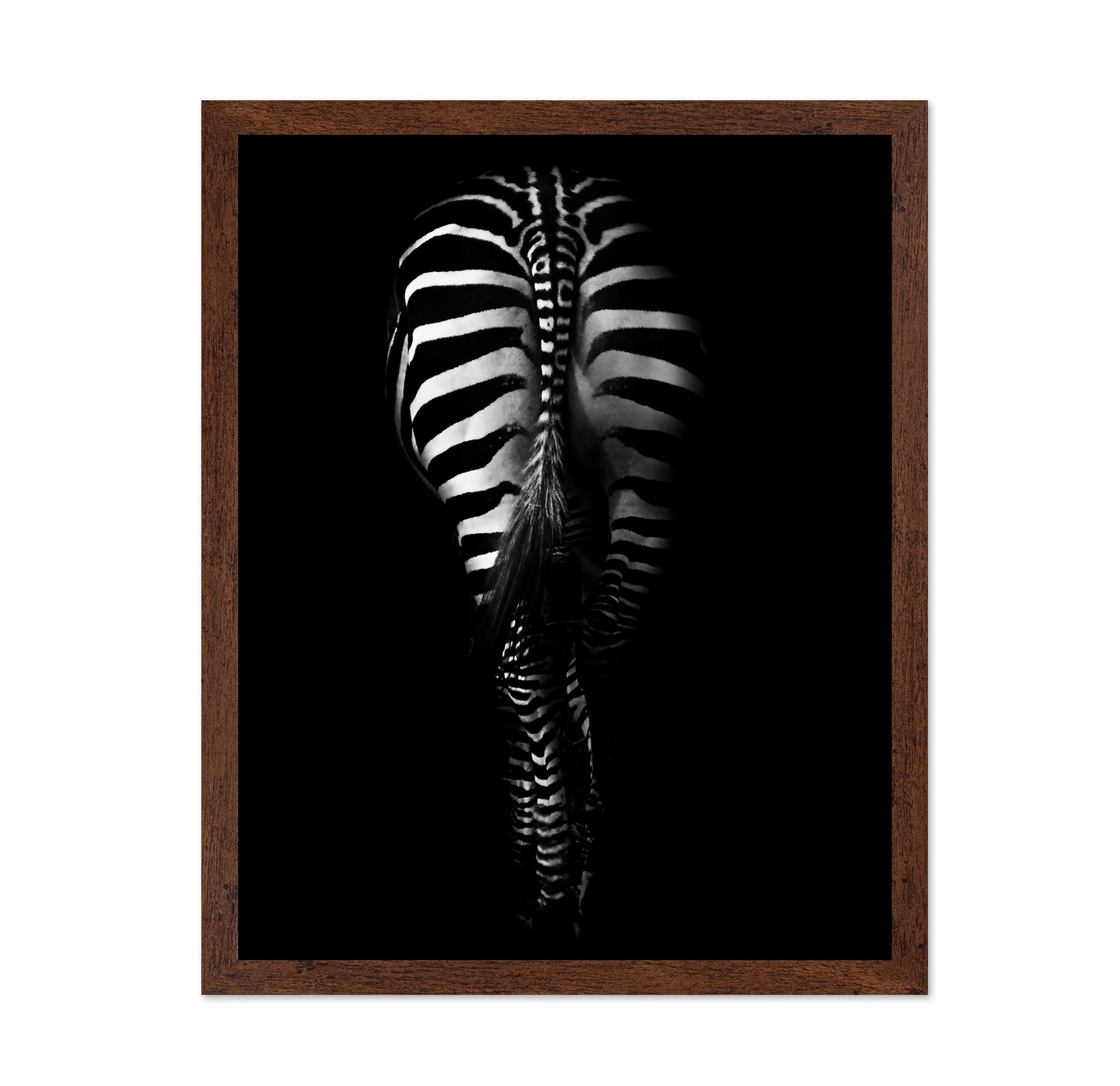 Zebra's Behind