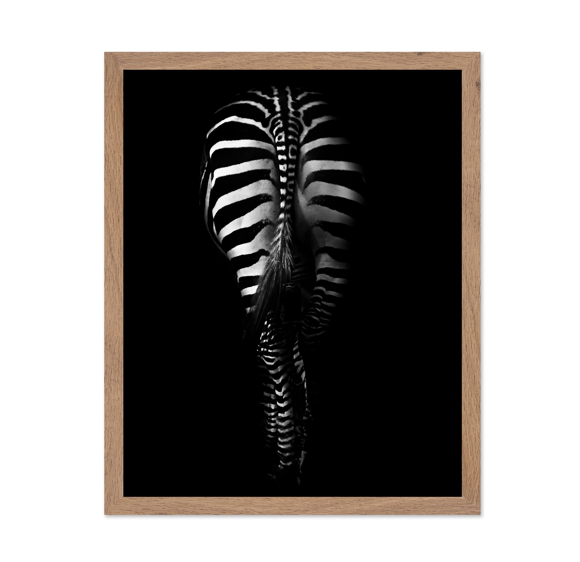 Zebra's Behind