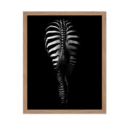 Zebra's Behind