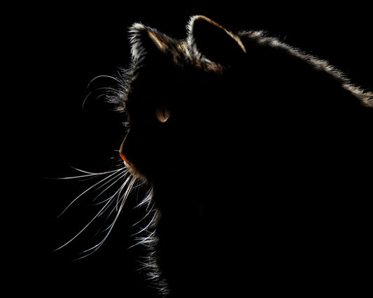 Dramatic Silhouette