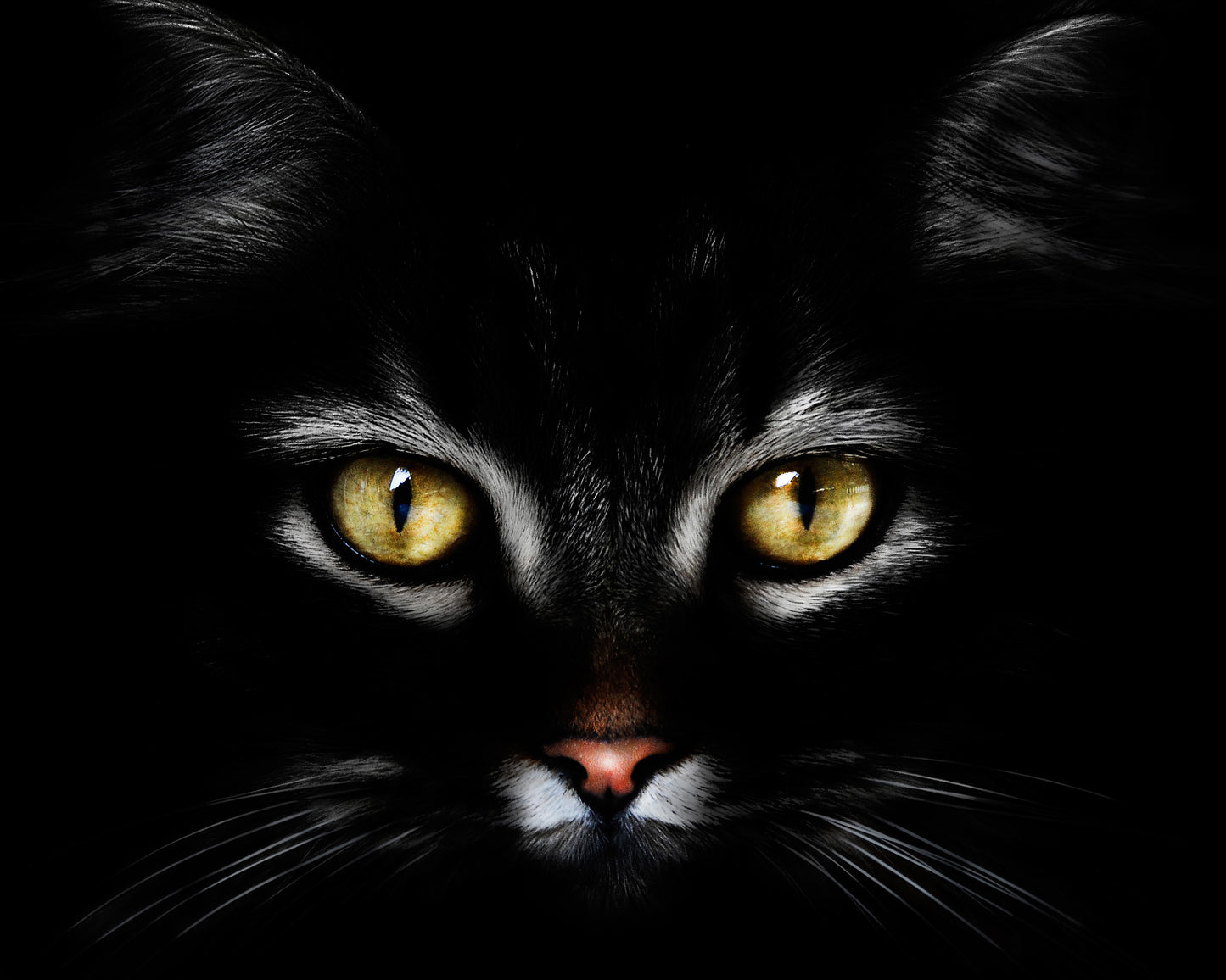 Black CatBlack Cat With Yellow Eyes