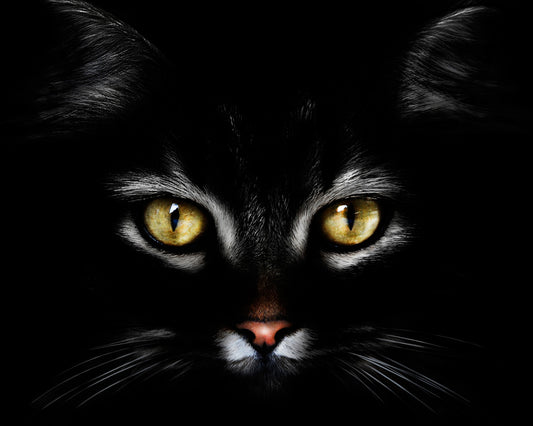 Black CatBlack Cat With Yellow Eyes
