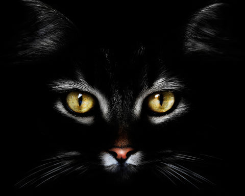 Black CatBlack Cat With Yellow Eyes