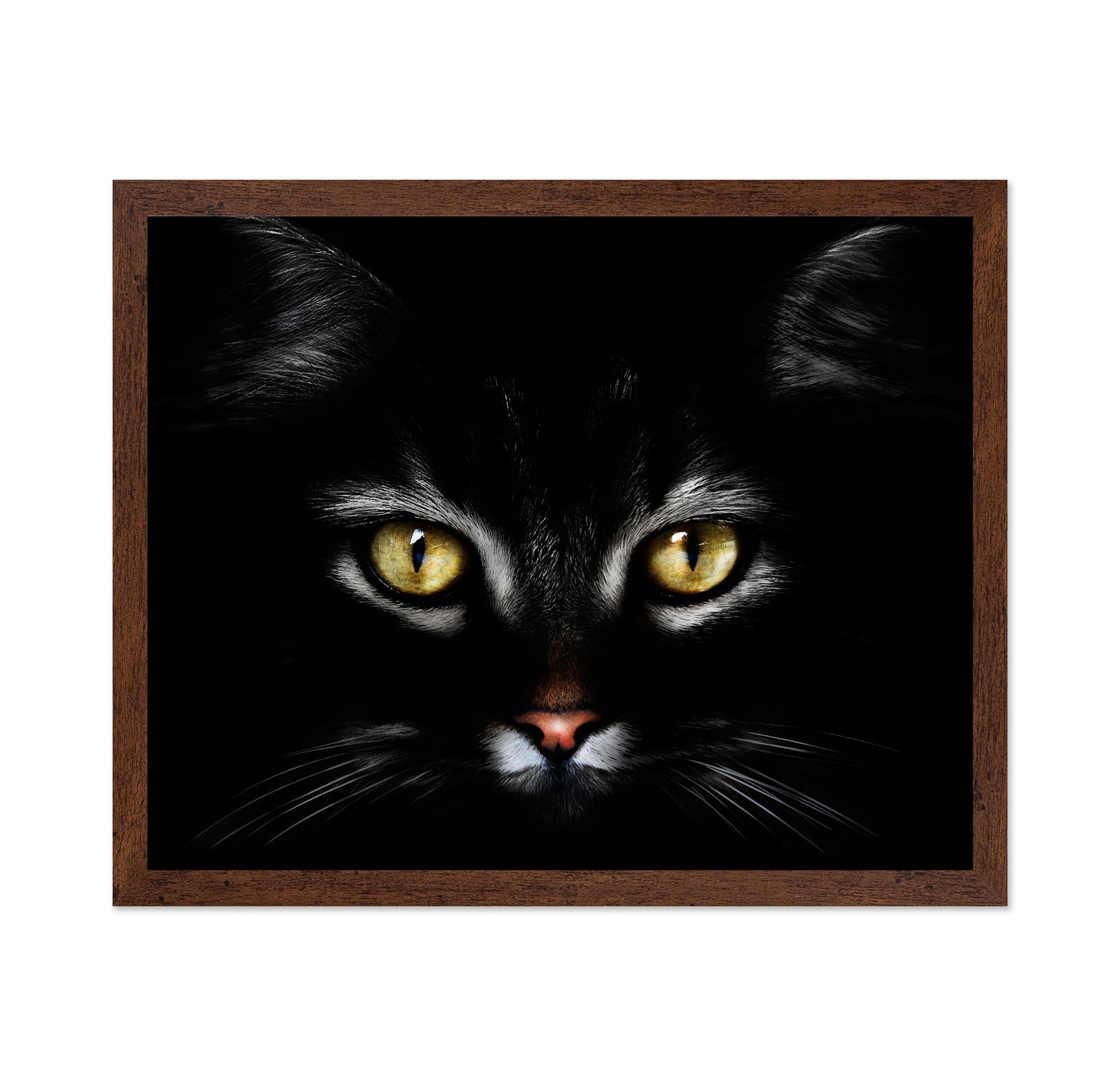 Black CatBlack Cat With Yellow Eyes