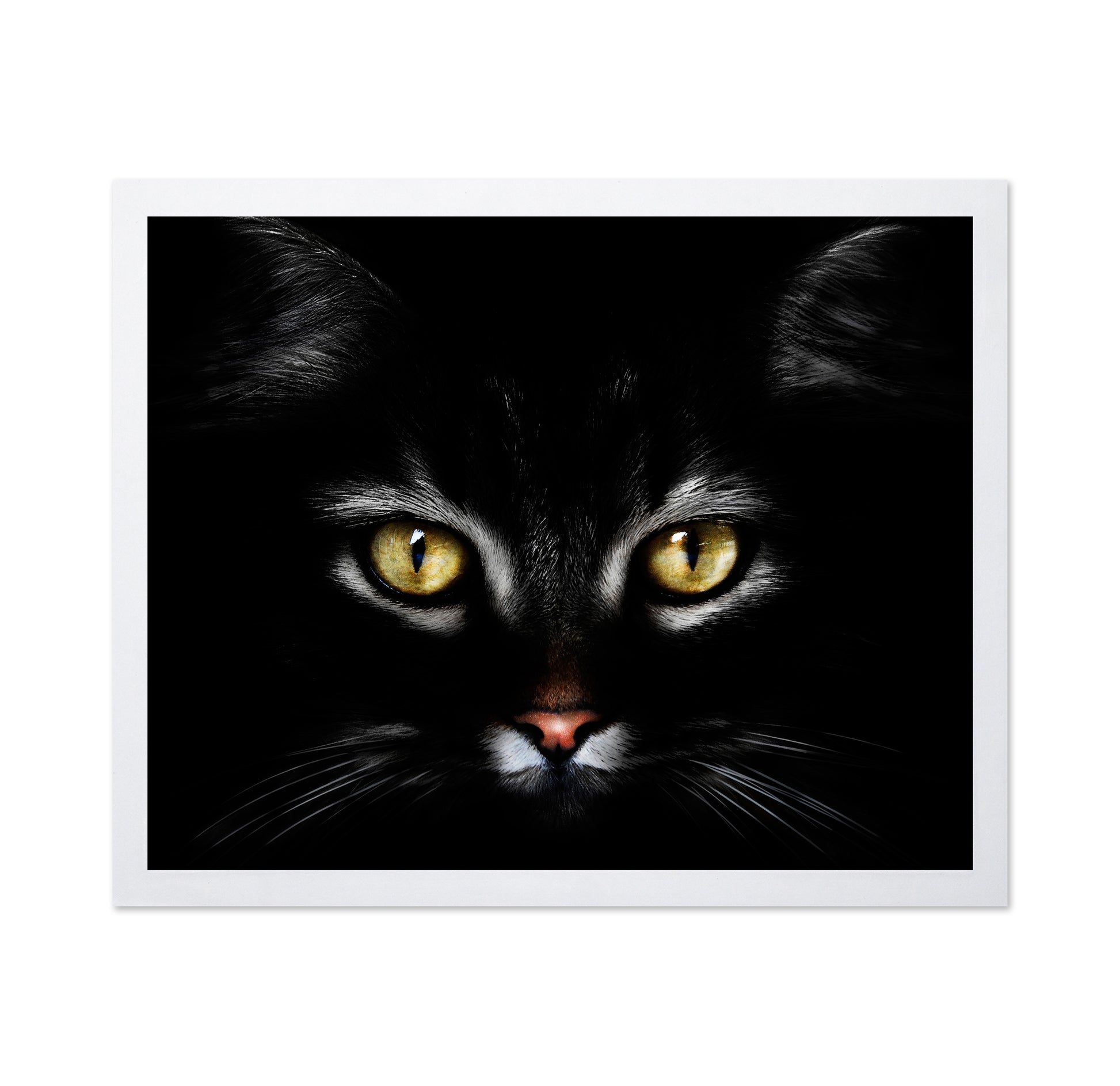 Black CatBlack Cat With Yellow Eyes