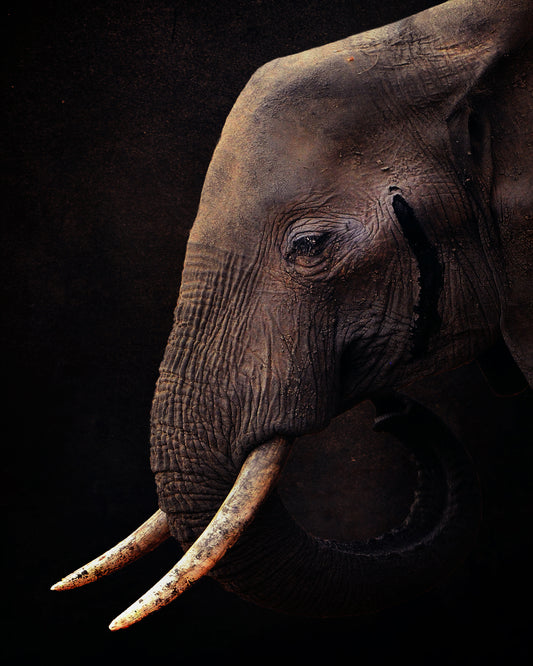 African Bush Elephant