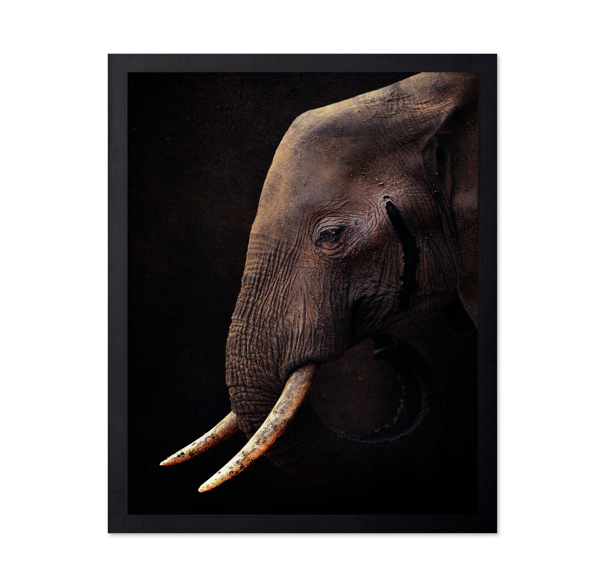 African Bush Elephant