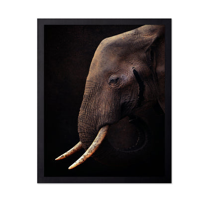 African Bush Elephant