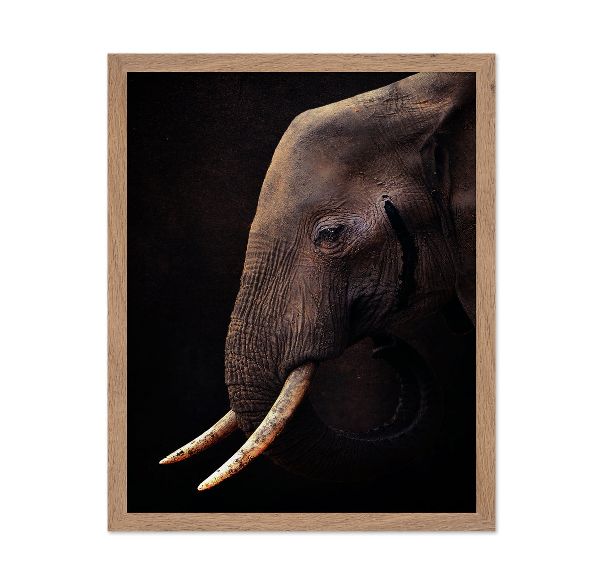 African Bush Elephant