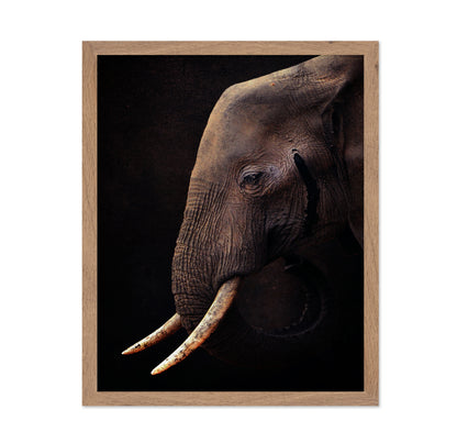 African Bush Elephant