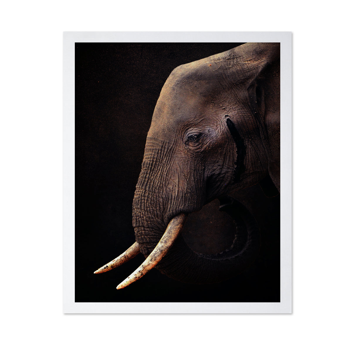 African Bush Elephant