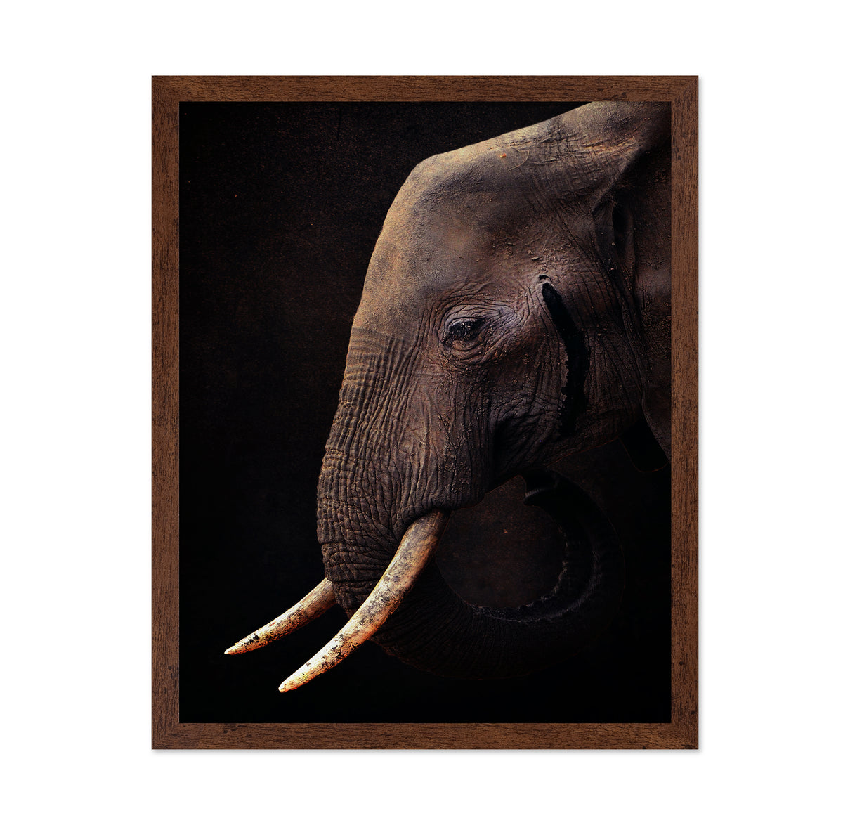 African Bush Elephant