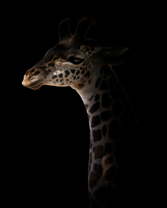 Giraffe on Black Background