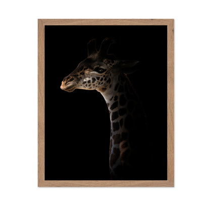 Giraffe on Black Background