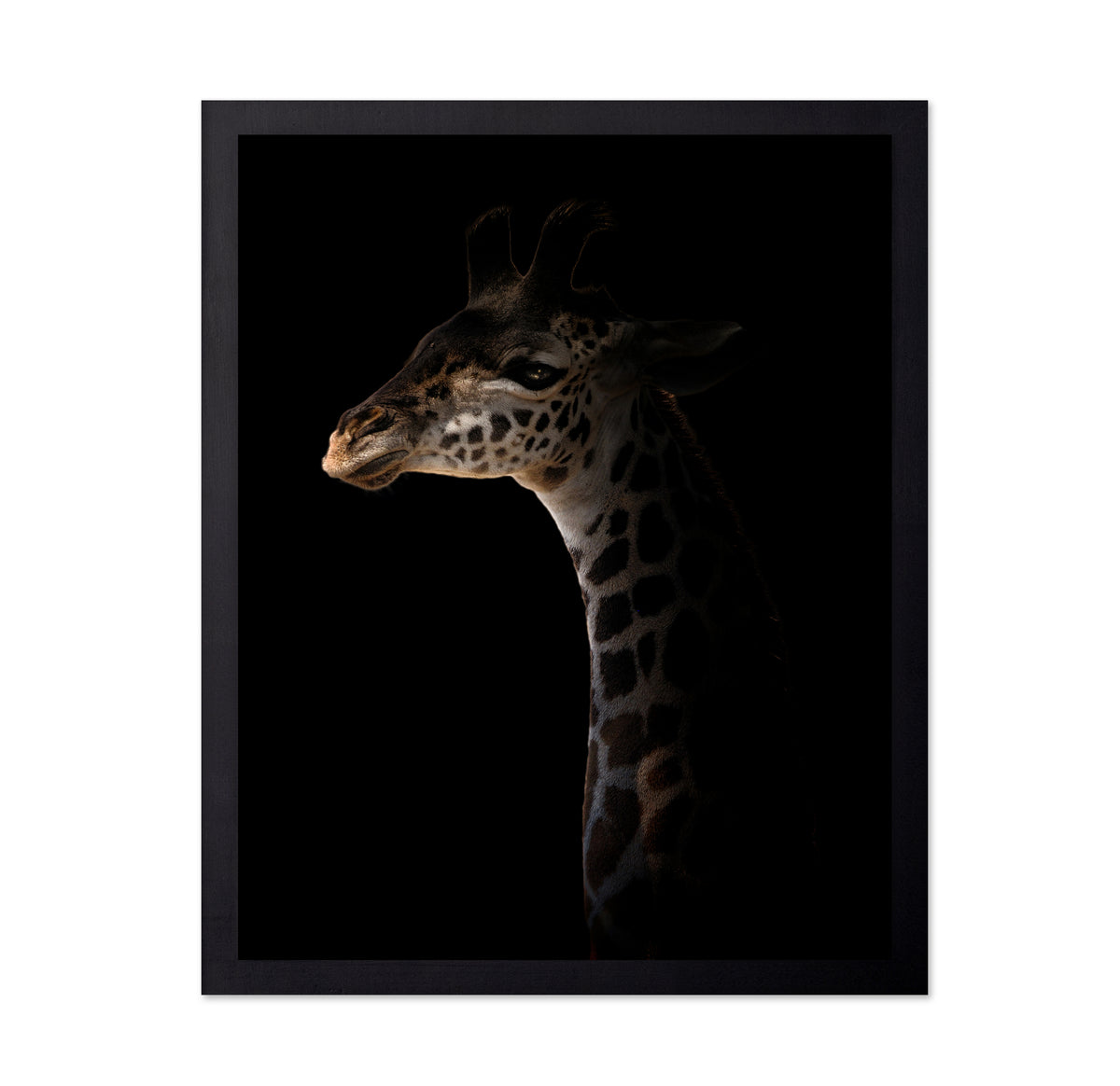 Giraffe on Black Background