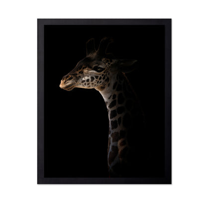 Giraffe on Black Background