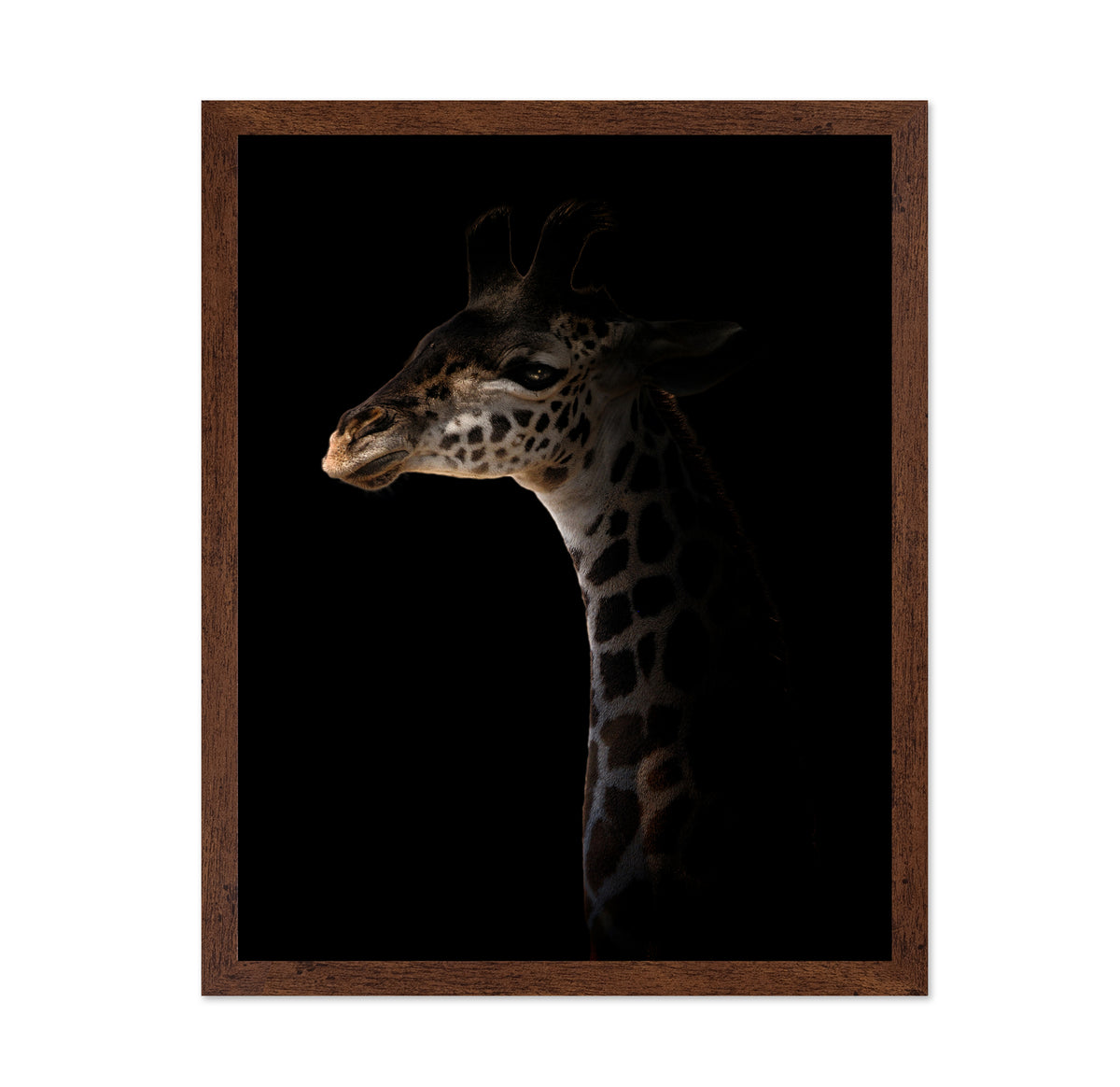 Giraffe on Black Background