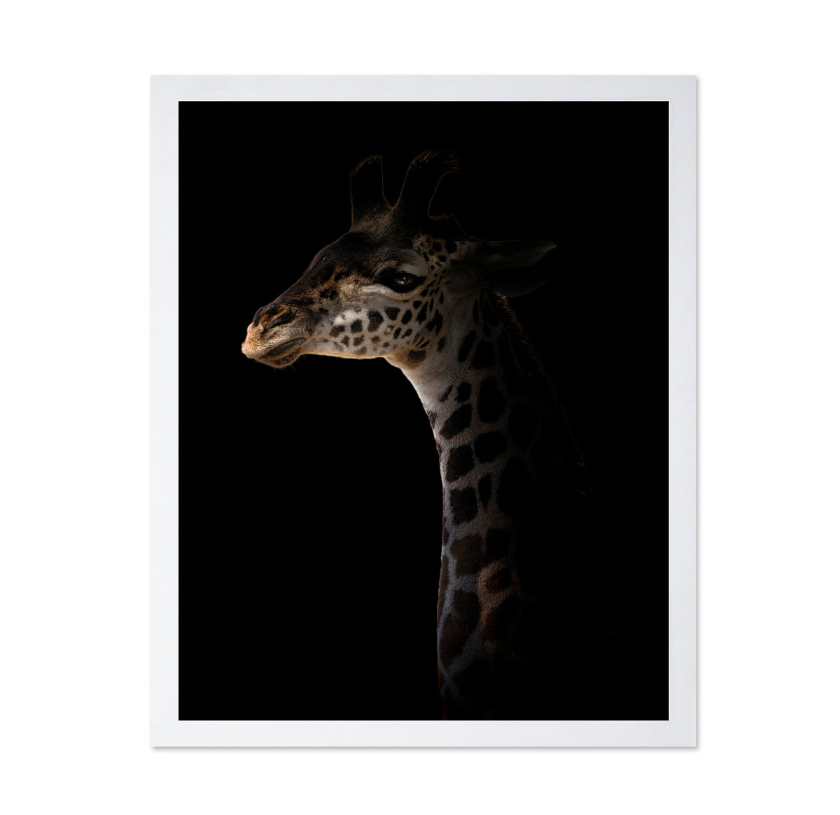 Giraffe on Black Background