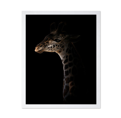 Giraffe on Black Background