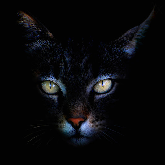 Black Cat With Yellow Green Eyes