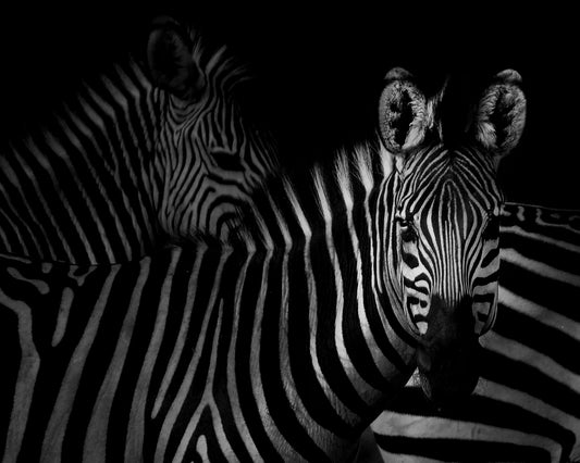 Two Zebras