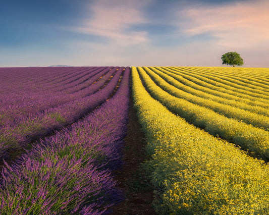 Lavender & Rapeseed