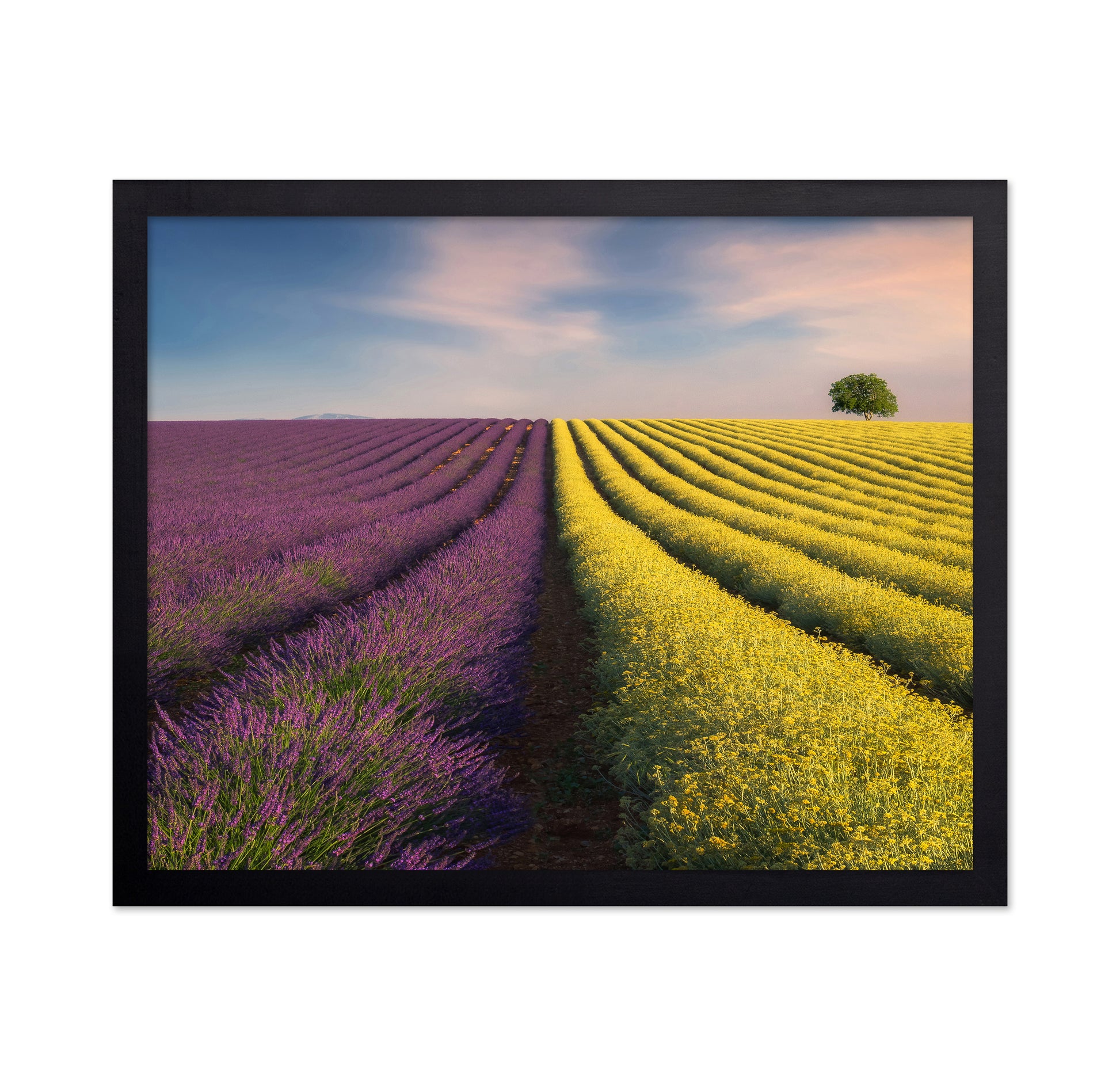 Lavender & Rapeseed