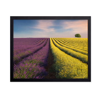 Lavender & Rapeseed