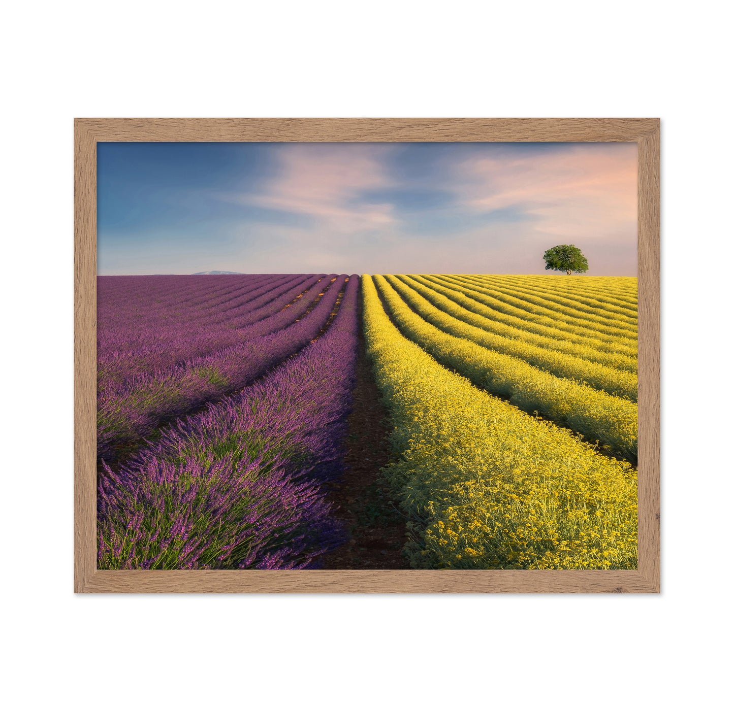 Lavender & Rapeseed