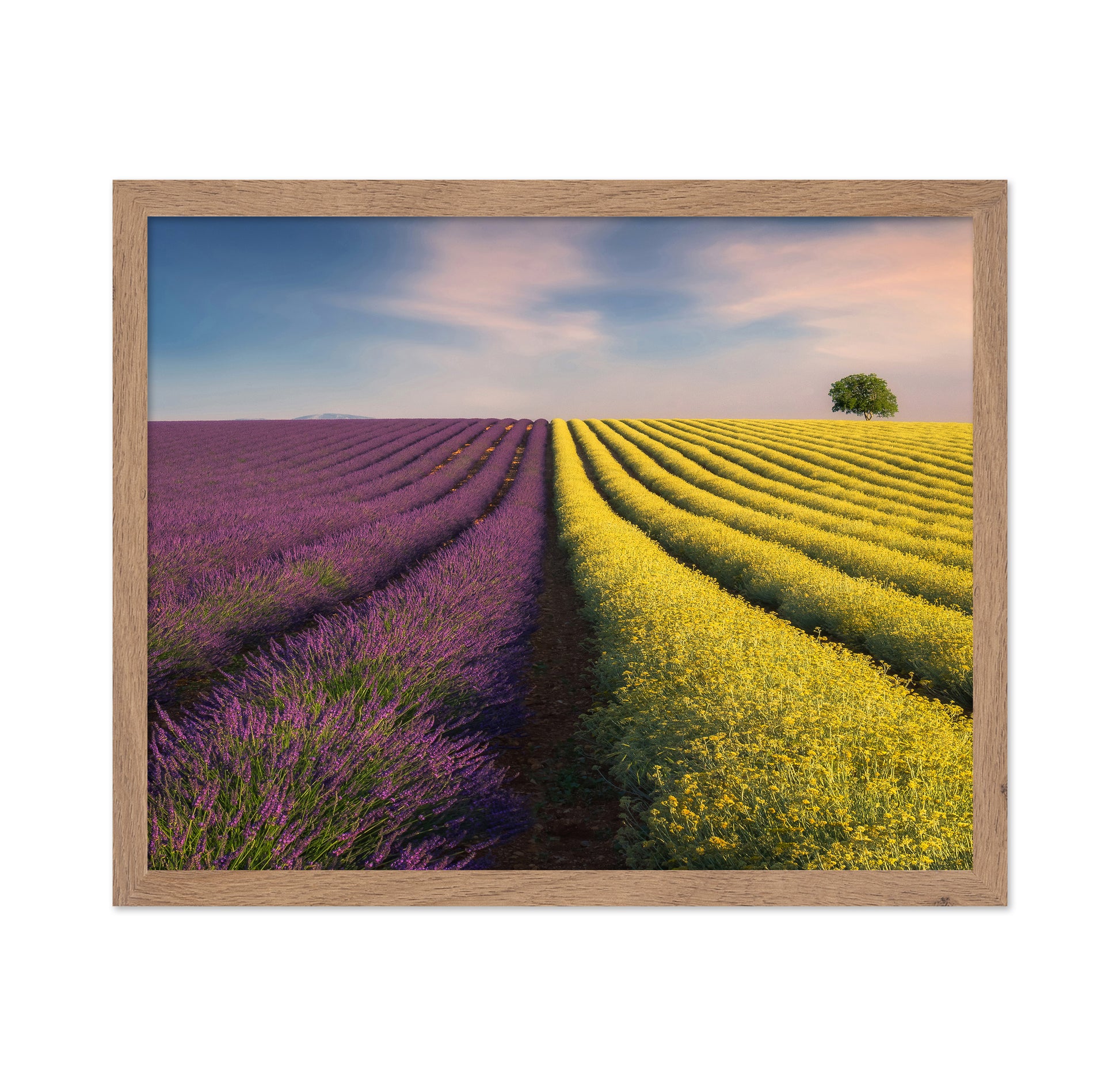 Lavender & Rapeseed