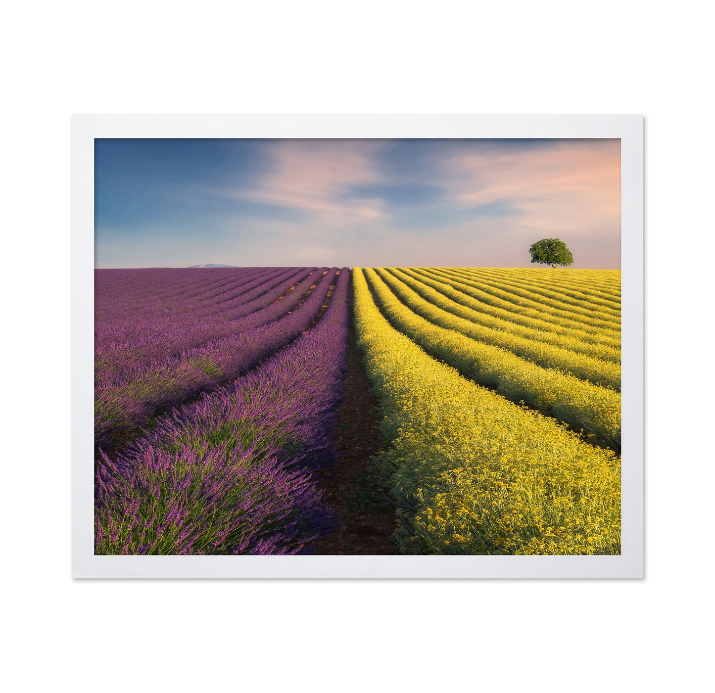 Lavender & Rapeseed