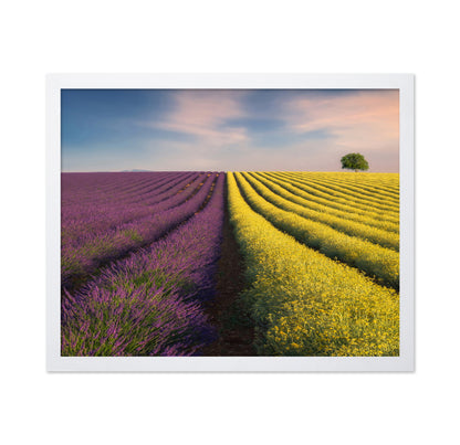 Lavender & Rapeseed
