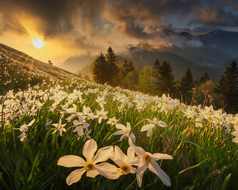 White Daffodils