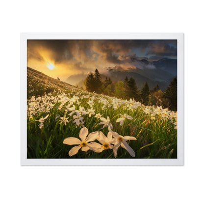 White Daffodils