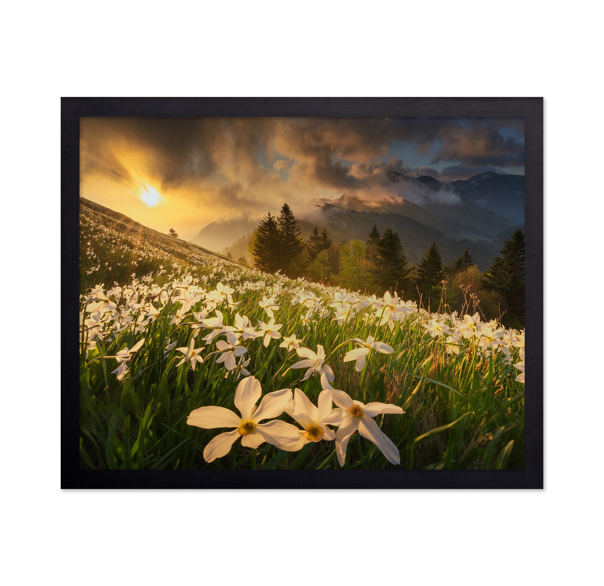 White Daffodils