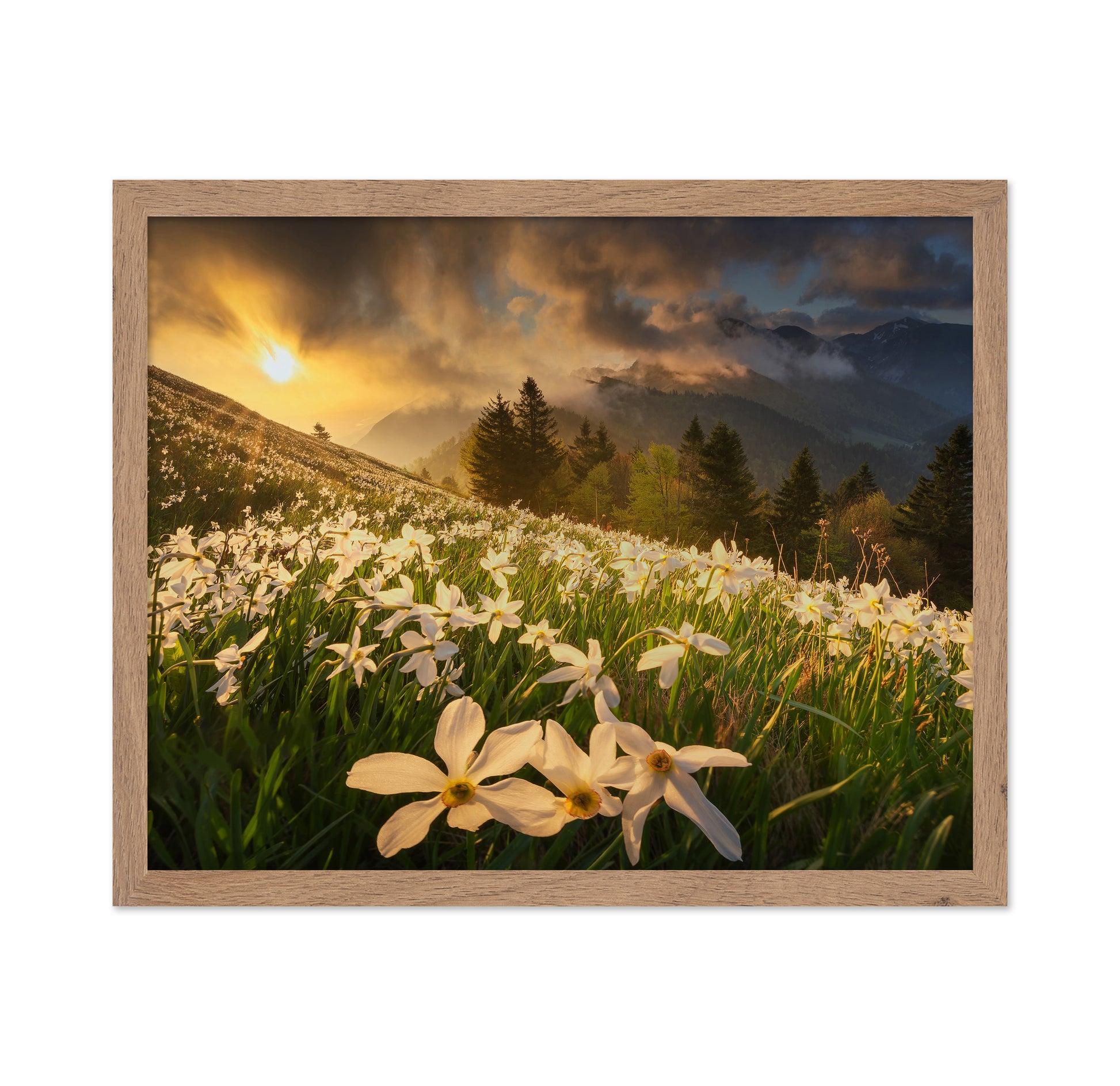 White Daffodils