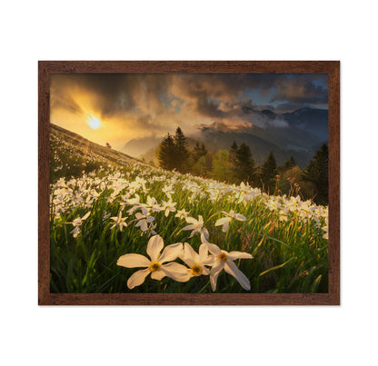 White Daffodils