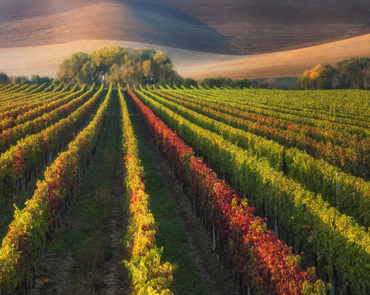 Vineyard in Autumn